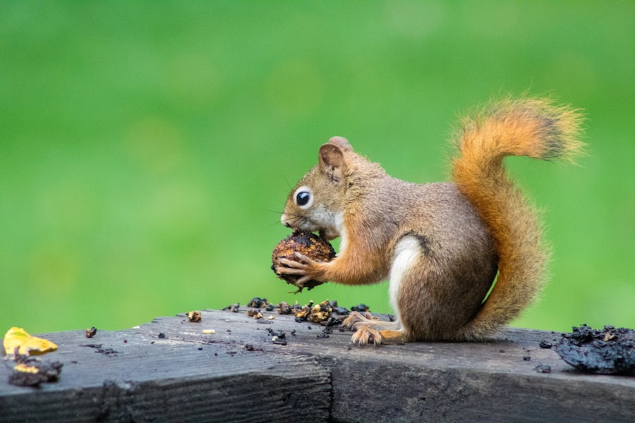 Fauna selvatica